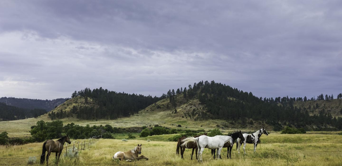 Farmland with horses and hills located in Montana.