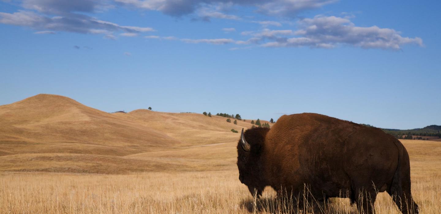 A bison on the plains of North Dakota.
