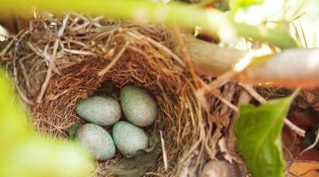 Blue eggs in bird's nest in tree
