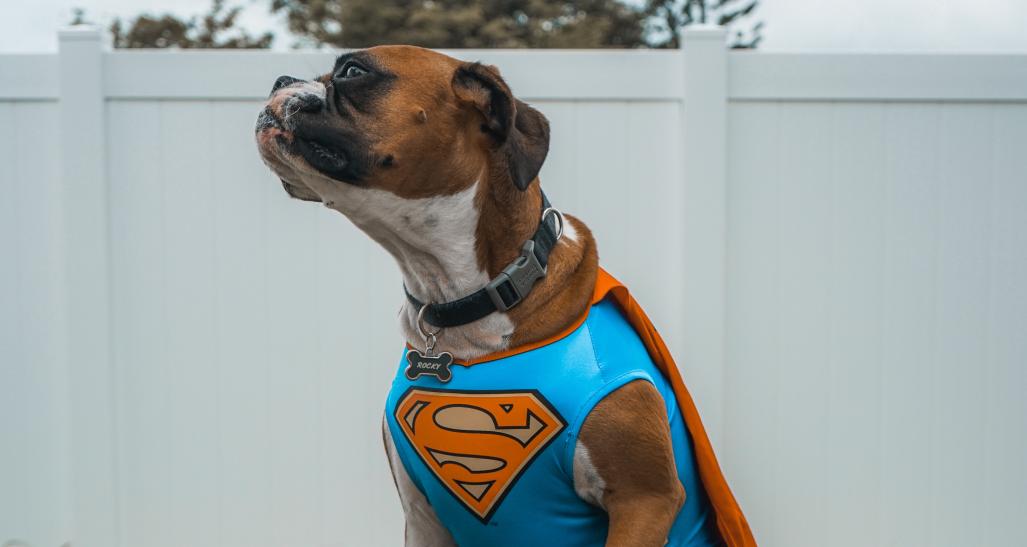 Dog hotsell superhero costumes