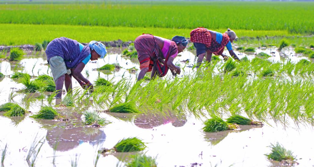 Women in rice field in India