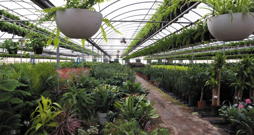 Interior of a greenhouse