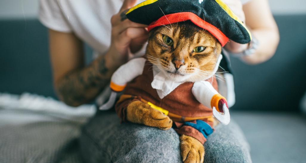 Cat in Halloween costume