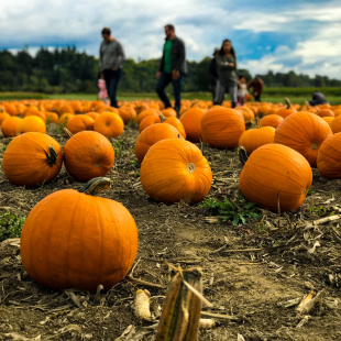 families at a local pumpkin patch for halloween