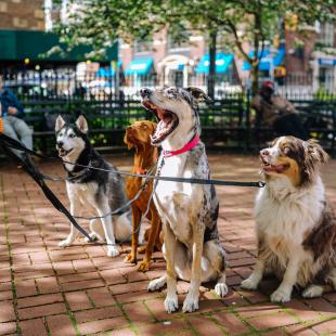 A group of dogs sit outside looking at their dog walker