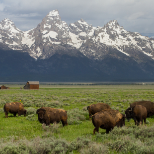Bison's roaming in grassland in wyoming