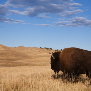 A bison on the plains of North Dakota.