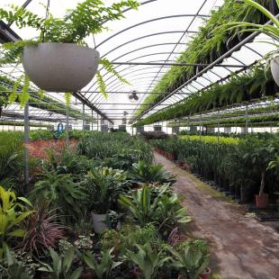 Interior of a greenhouse