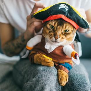 Cat in Halloween costume