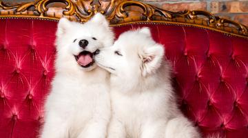Two puppies kissing on red couch