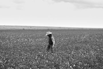 Farmer in a cotton field.